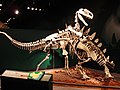 Zostavené kostry zachytávajúce útok primitívneho jedinca z rodu Monolophosaurus na platňochrbtého dinosaura (Stegosauria) z rodu Tuojiangosaurus.