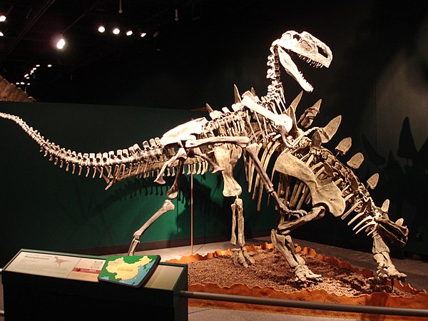 A fossil melee involving a stegosaurian (Tuojiangosaurus) and a mid-sized theropod (Monolophosaurus), Field Museum in Chicago