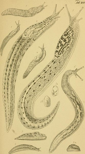 File:Figures of molluscous animals, selected from various authors (1859) (14779983695).jpg