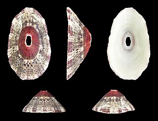 <i>Fissurella nubecula</i> species of mollusc