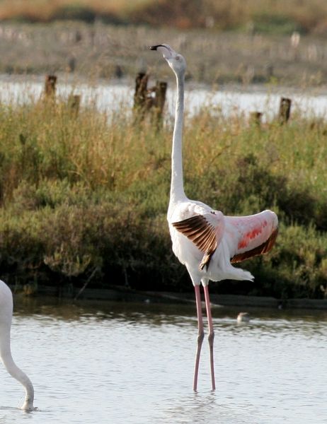 File:Flamingo 4201.jpg