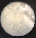 Thumbnail for File:Flattened rice under a microscope 1.jpg