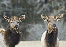 Elk calves at the Jewell Meadows Wildlife Area Flickr - Oregon Department of Fish & Wildlife - 2343 elk calves swart odfw.jpg