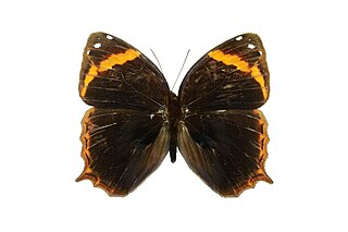 <i>Opoptera</i> Genus of brush-footed butterflies