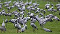 * Nomination Cranes resting on a meadow before the journey to the south --AWeith 18:27, 18 December 2017 (UTC) * Promotion Good quality. --Granada 18:41, 18 December 2017 (UTC)