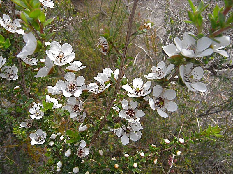 File:Flora of the Labillardiere Peninsula (5), Bruny Island.jpg