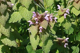 Red dead-nettle