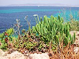 Plantas en la costa mediterránea