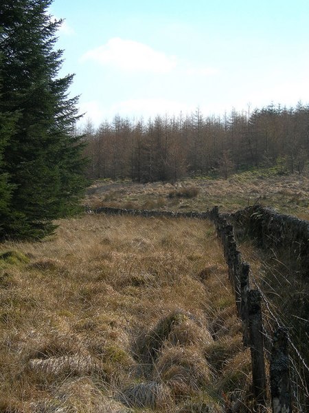 File:Forest Edge - geograph.org.uk - 378850.jpg