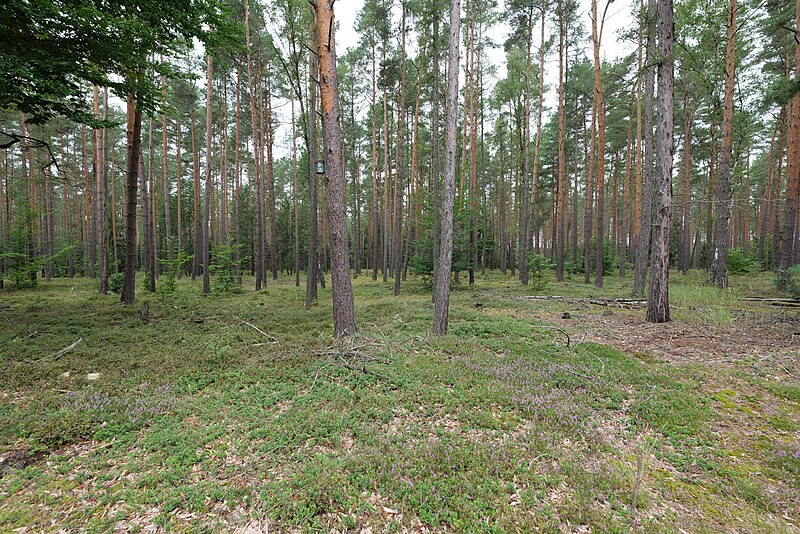 File:Forest in Vogelsang 2021-09-02 04.jpg