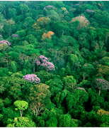 March 17: Forest on Barro Colorado Island in Lake Gatún, the heart of the Panama Canal.