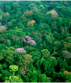 Tropischer Regenwald auf Barro Colorado Island, Panama