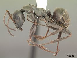 Formica subsericea