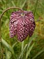 Fritillaria meleagris close-up flower