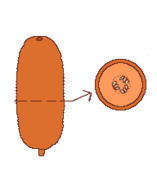 Pepónide y corte transversal. Exocarpio coriáceo, mesocarpio carnoso, y cicatriz en el ápice que dejaron el perianto y el androceo.