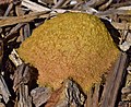 * Nomination Dog vomit slime mold (Fuligo septica) in McDougall township, Ontario, Canada. --The Cosmonaut 01:05, 6 April 2020 (UTC) * Promotion  Support Good quality -- Johann Jaritz 03:27, 6 April 2020 (UTC)