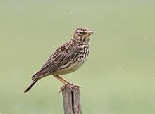 Galerida magnirostris magnirostris, De Hoop-natuurreservaat, Vogelbeobachtung Weto, a.jpg