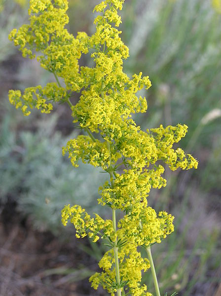 File:Galium verum inflorescence.jpg