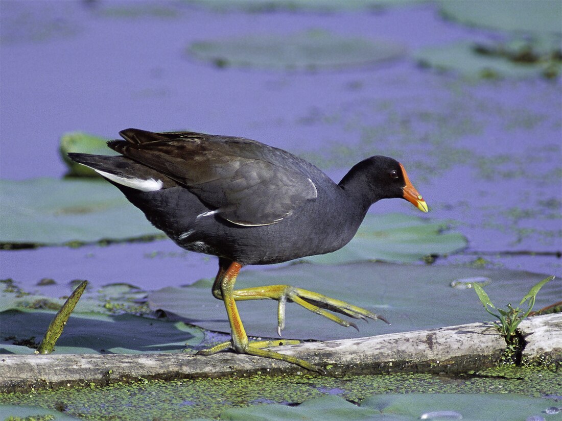 File:Gallinula galeata at Squaw Creek NWR.jpg