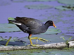 Nendrinė vištelė (Gallinula chloropus)