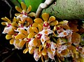 Gastrochilus obliquus var. suavis Orchid (cropped).jpg