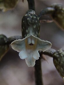 Gastrodia Cooperae.jpg