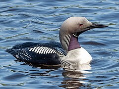 Black-throated loon