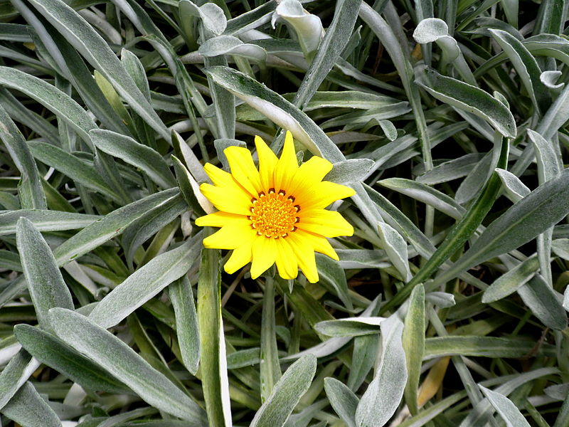 File:Gazania uniflora kz1.JPG