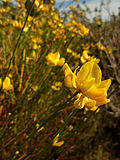 Miniatura para Genista umbellata