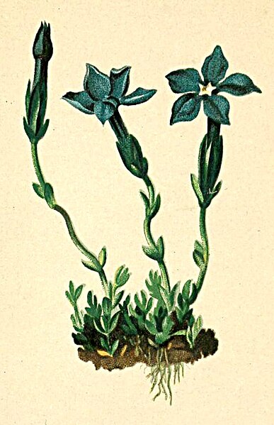 File:Gentiana imbricata Atlas Alpenflora.jpg