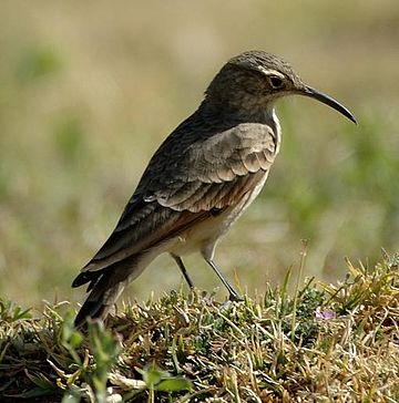 Slender-billed miner