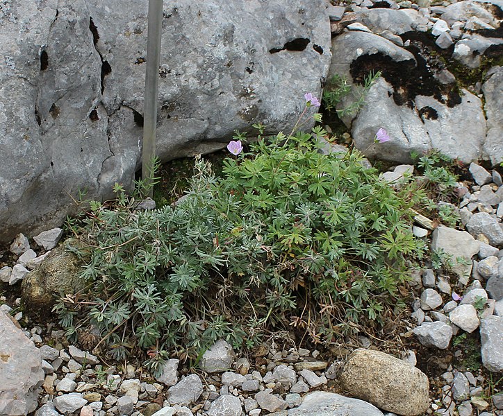 File:Geranium argenteum GiardinoBotanicoAlpinoViote 20170902 F.jpg