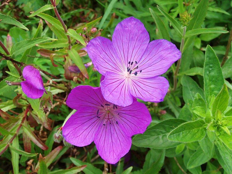 File:Geranium clarkei Kashmir Purple.jpg