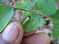 Gerosis Bhagava caterpillar 01.JPG