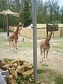 Giraffa camelopardalis antiquorum in Planckendael (2).jpg