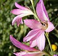 Gladiolus italicus close-up flower