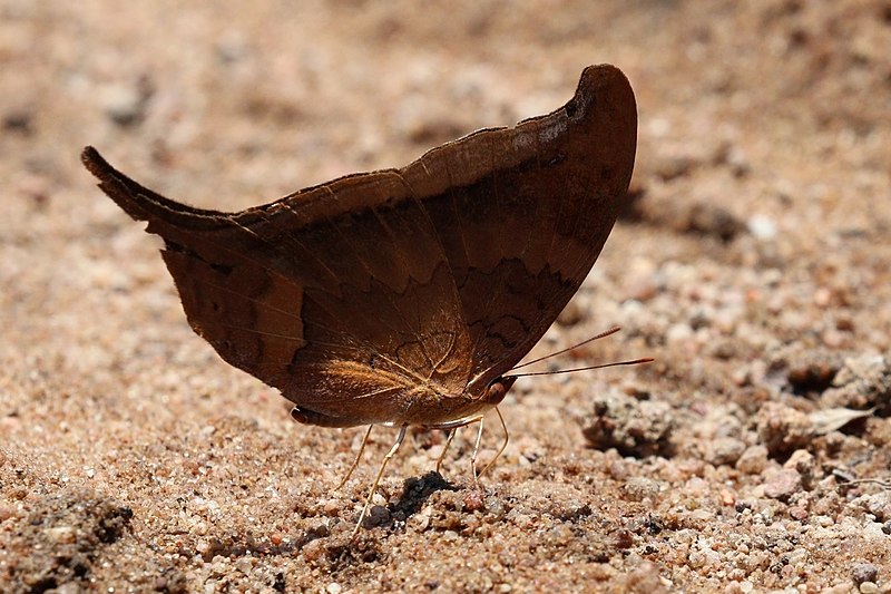 File:Glossy daggerwing (Marpesia furcula) underside.JPG