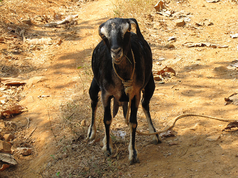 File:Goat From Panathati.jpg