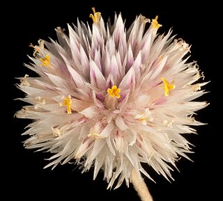 <i>Gomphrena canescens</i> Species of plant from Australia