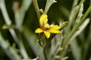 Goodenia mueckeana Species of plant