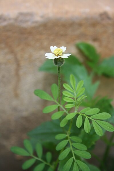 Datoteka:Grandpa-flower.JPG