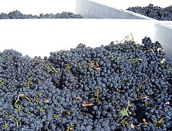 Grape harvest at Blasted Church Winery