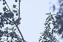From Khonoma, Nagaland, India. Gray-headed Parakeet Khonoma Nagaland India October 2018.jpg