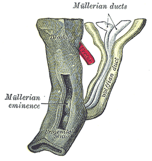 Mesonephric duct Paired organ