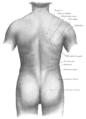 Superficie anatómica de la espalda.