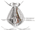 ആന്തരികലിംഗധമനിയുടെ (internal pudendal artery) പുറമേയ്ക്ക് തെളിഞ്ഞുകാണാവുന്ന ശാഖകൾ