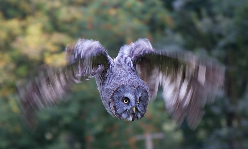 File:Great Grey Owl in flight 1 (6021922783).jpg