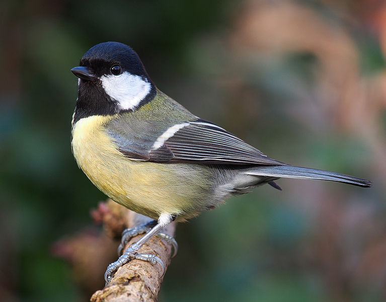 File:Great tit - Parus major.jpg