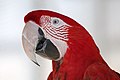 Green-winged macaw