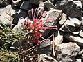 Miniatura para Grevillea maxwellii